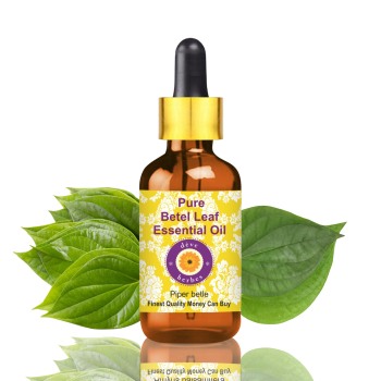 Pure Betel Leaf Essential Oil 