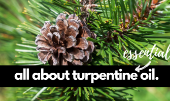 Turpentine Essential Oil